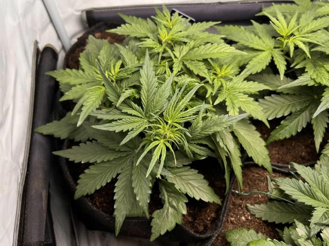 Gorilla Z Grow. Week 4 - 22.04.26 day 22
