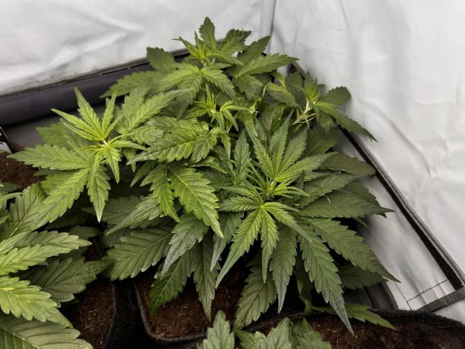 Gorilla Z Grow. Week 4 - 22.04.26 day 22