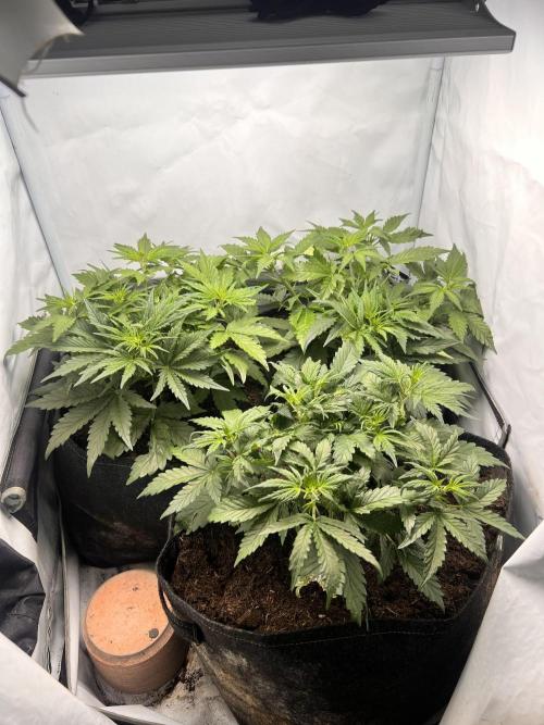 Gorilla Z Grow. Week 4 - 25.04.26 day 25