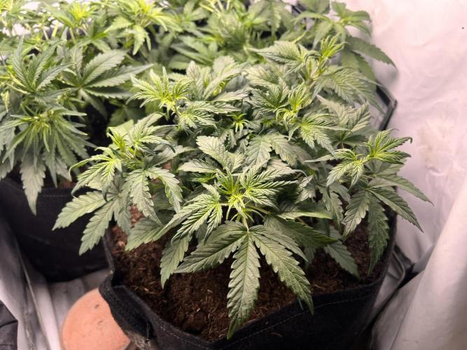 Gorilla Z Grow. Week 4 - 25.04.26 day 25