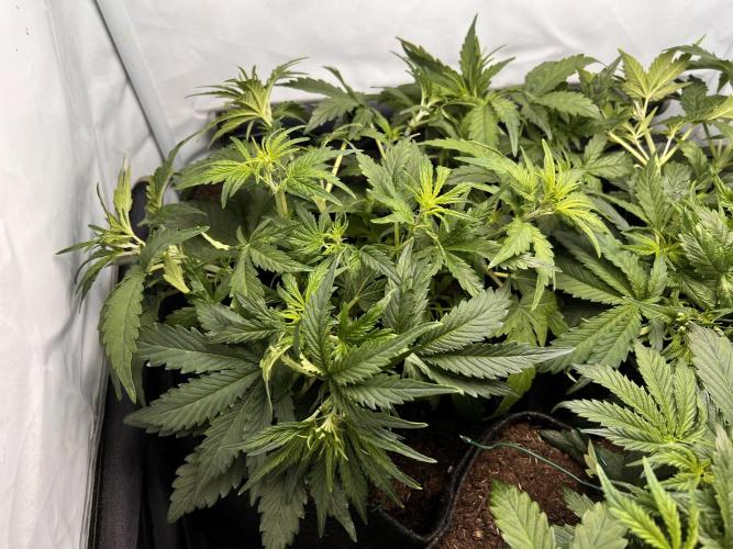 Gorilla Z Grow. Week 4 - 25.04.26 day 25