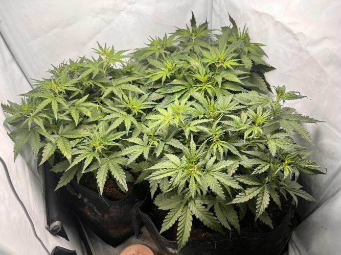 Gorilla Z Grow. Week 4 - 27.04.26 day 27
