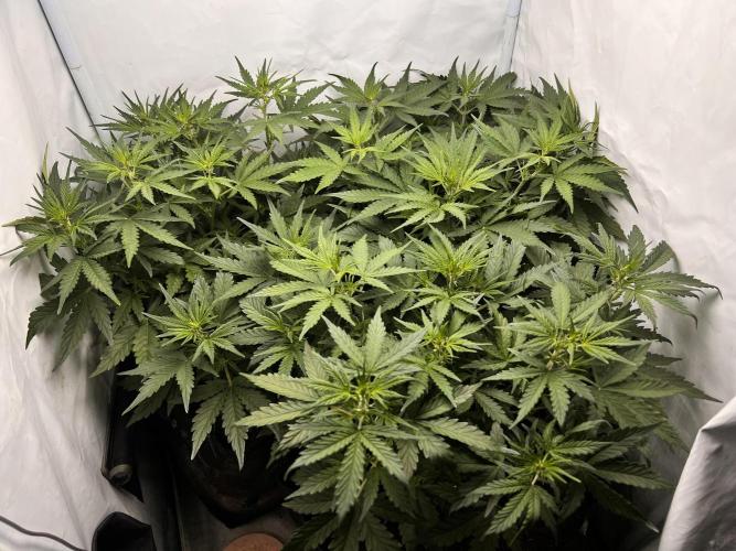 Gorilla Z Grow. Week 5 - 29.04.26 day 29