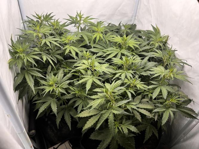 Gorilla Z Grow. Week 5 - 30.04.26 day 30
