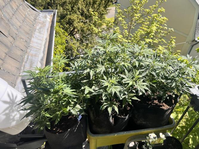 Gorilla Z Grow. Week 5 - 01.05.26 day 31