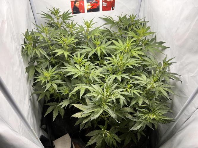 Gorilla Z Grow. Week 5 - 02.05.26 day 32