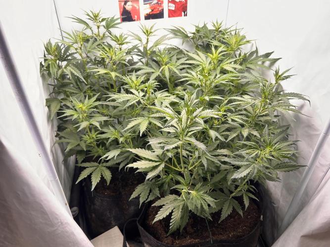 Gorilla Z Grow. Week 5 - 02.05.26 day 32