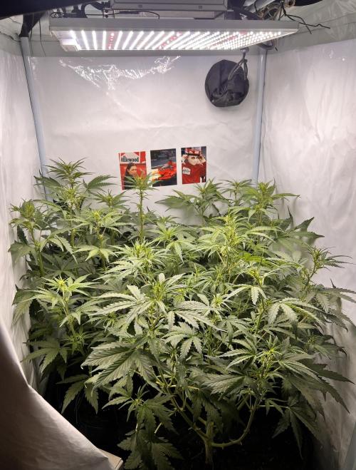 Gorilla Z Grow. Week 5 - 03.05.26 day 33