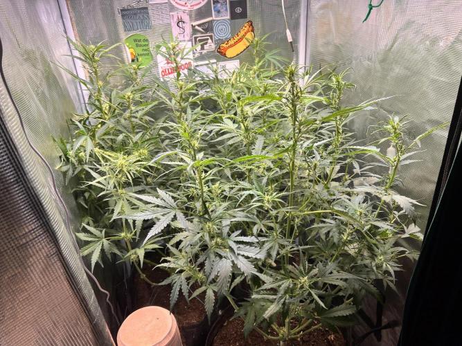 Gorilla Z Grow. Week 6 - 8.05.26 day 38