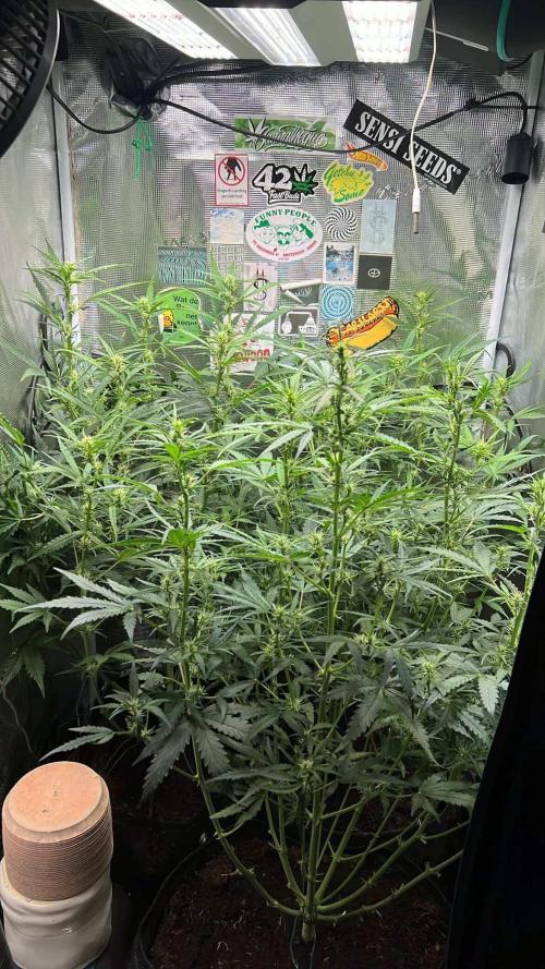 Gorilla Z Grow. Week 6 - 10.05.26 day 40