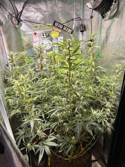 Gorilla Z Grow. Week 7 - 16.05.2026 day 46