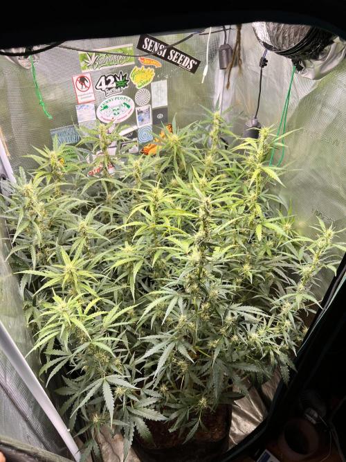 Gorilla Z Grow. Week 7 - 16.05.2026 day 46