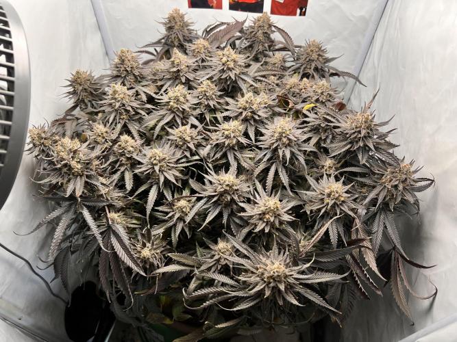 Washing Machine revegged. Week 6 - here‘s a pic of last run 👀