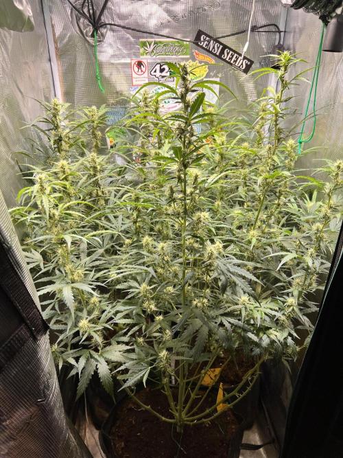 Gorilla Z Grow. Week 7 - 18.05.2026 day 48