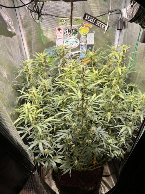 Gorilla Z Grow. Week 7 - 18.05.2026 day 48