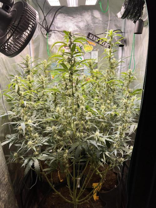 Gorilla Z Grow. Week 7 - 19.05.2026 day 49