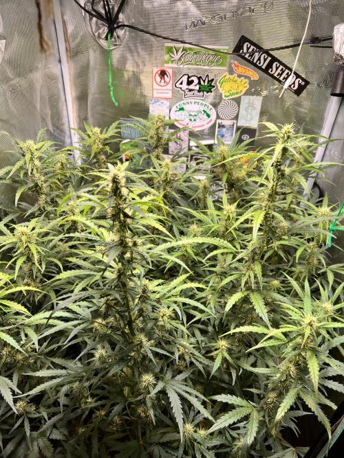 Gorilla Z Grow. Week 7 - 19.05.2026 day 49