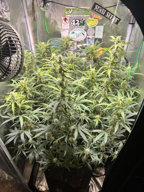 Gorilla Z Grow. Week 8 - 20.05.2026 day 50 