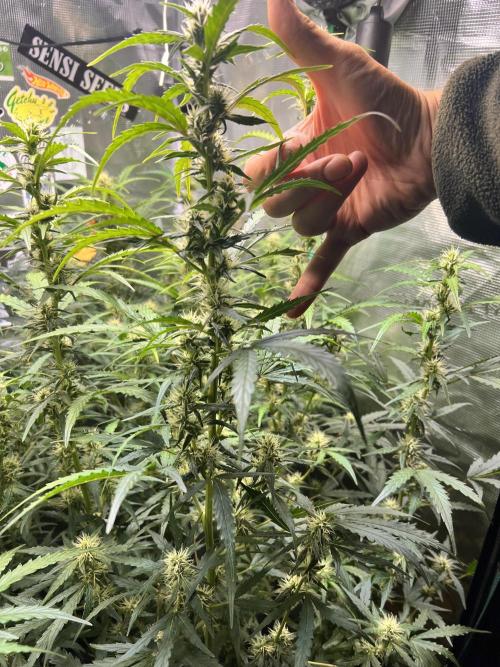 Gorilla Z Grow. Week 8 - 20.05.2026 day 50 