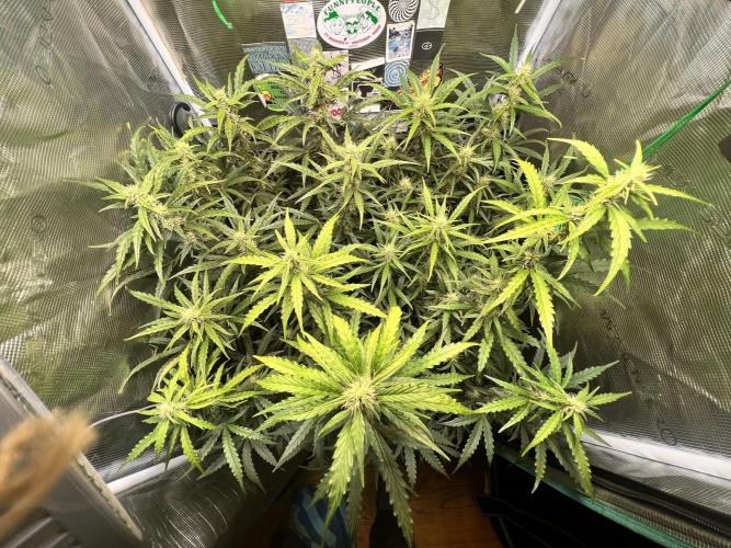Gorilla Z Grow. Week 8 - 20.05.2026 day 50 