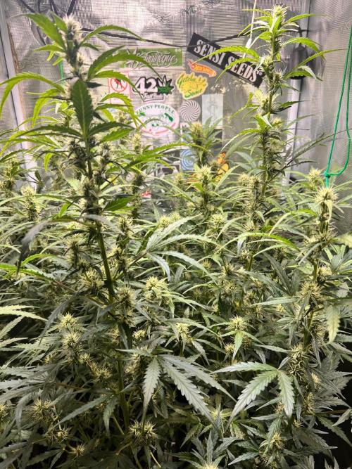 Gorilla Z Grow. Week 8 - 20.05.2026 day 50 