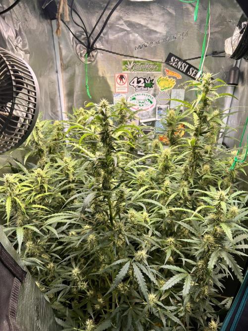 Gorilla Z Grow. Week 8 - 23.05.2026 day 53