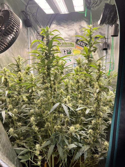 Gorilla Z Grow. Week 8 - 23.05.2026 day 53