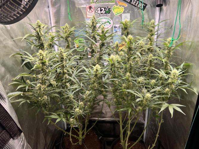 Gorilla Z Grow. Week 8 - 23.05.26 day 53