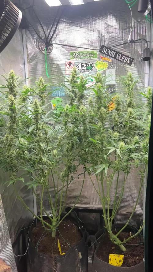 Gorilla Z Grow