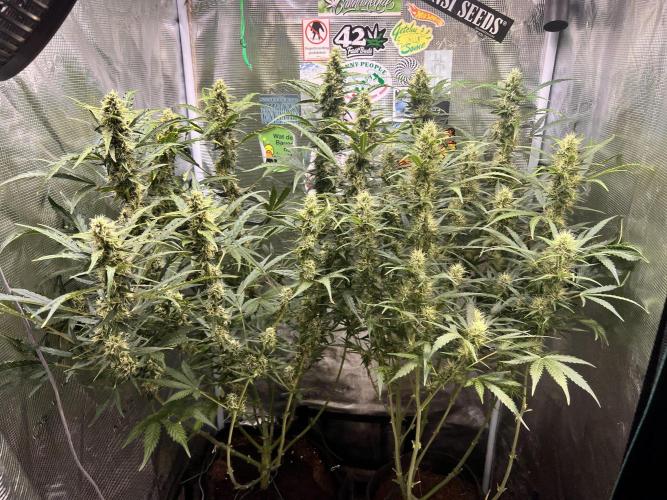 Gorilla Z Grow. Week 9 - 27.05.2026 day 57