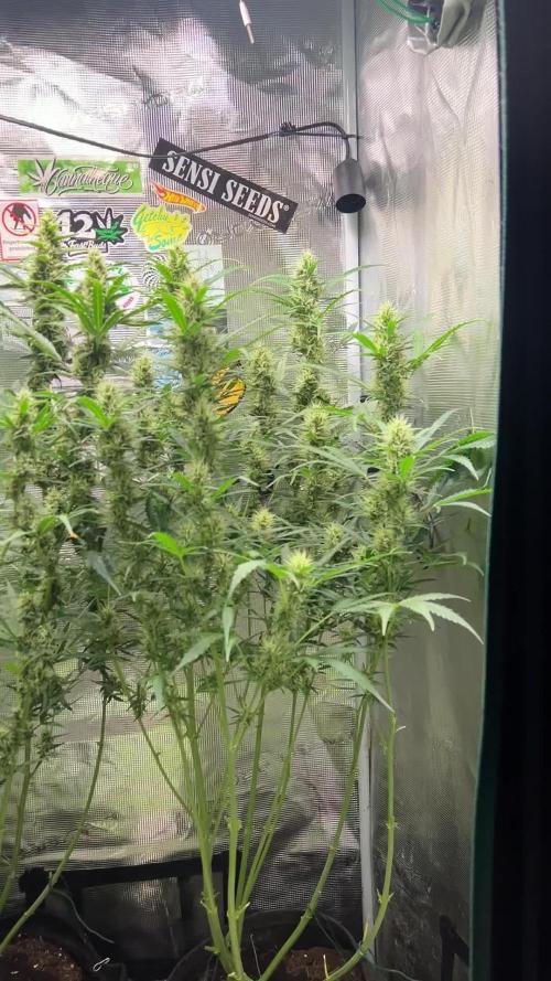 Gorilla Z Grow