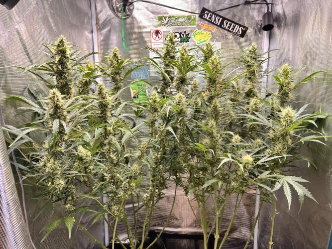Gorilla Z Grow. Week 9 - 28.05.26 day 58