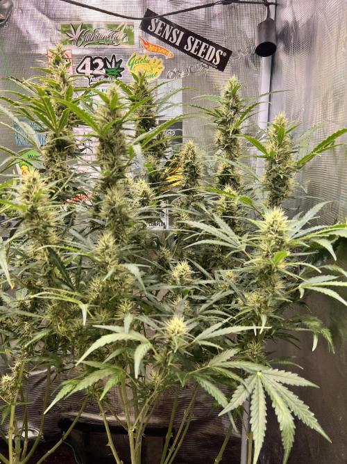 Gorilla Z Grow. Week 9 - 28.05.26 day 58