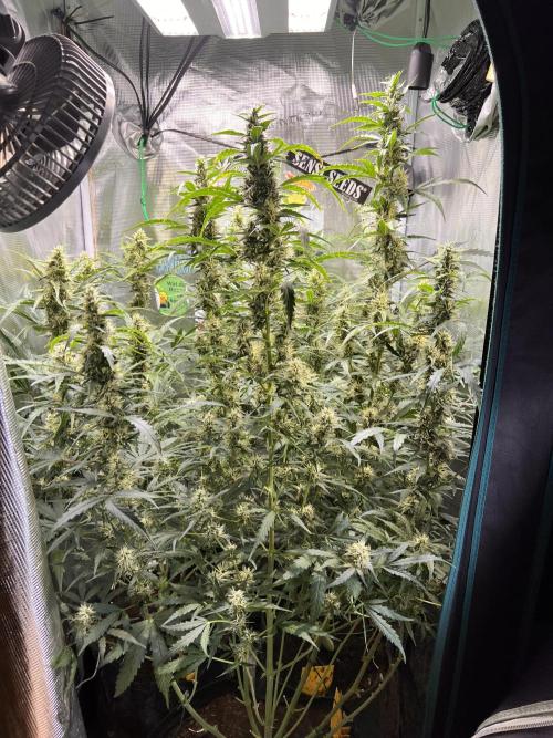 Gorilla Z Grow. Week 9 - 28.05.2026 day 58