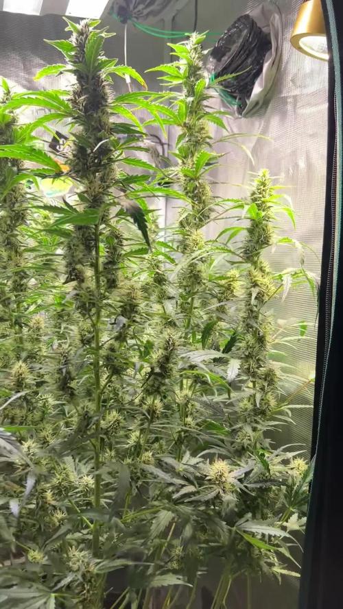 Gorilla Z Grow