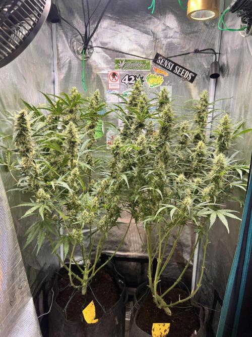 Gorilla Z Grow. Week 9 - 31.05.2026 day 61
