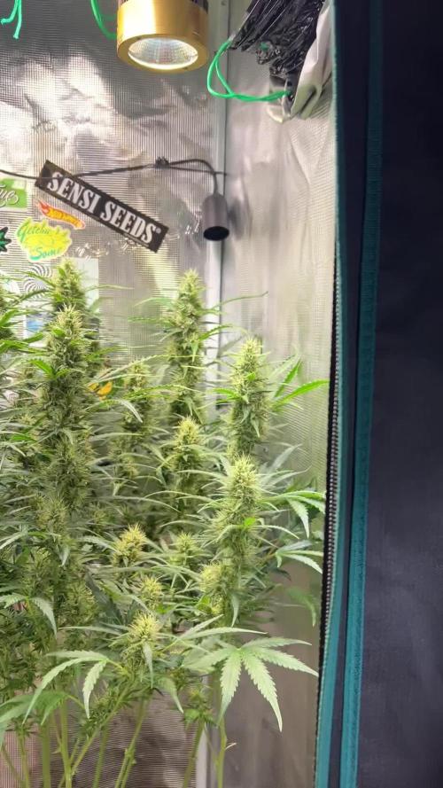 Gorilla Z Grow