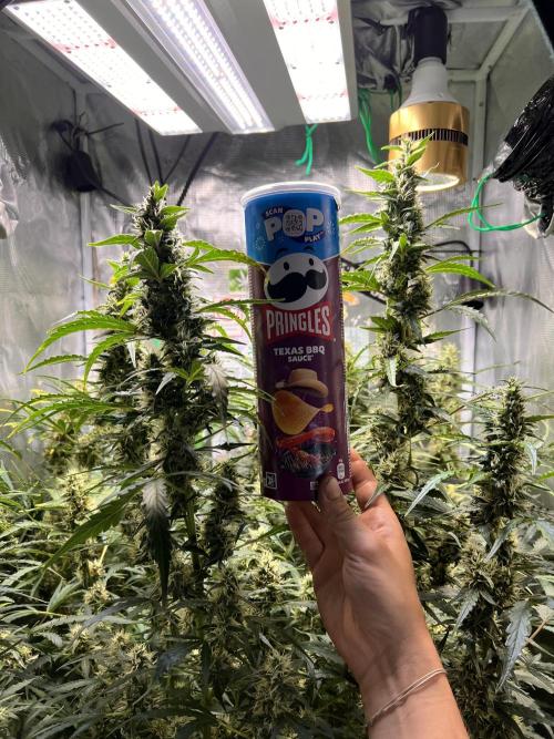 Gorilla Z Auto. Week 9