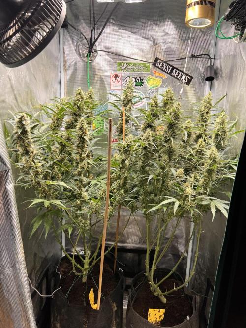 Gorilla Z Grow. Week 10 - 04.06.2026 day 65