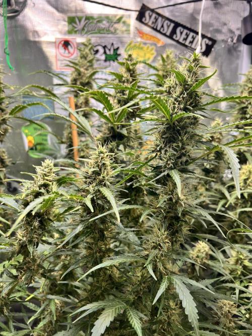 Gorilla Z Grow. Week 10 - 04.06.2026 day 65