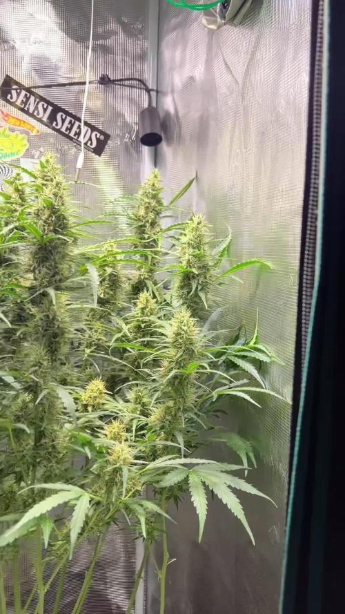 Gorilla Z Grow
