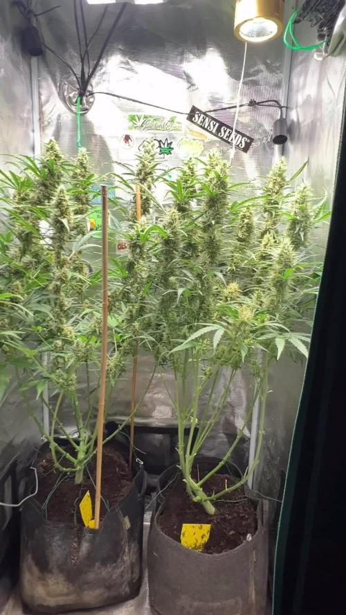 Gorilla Z Grow
