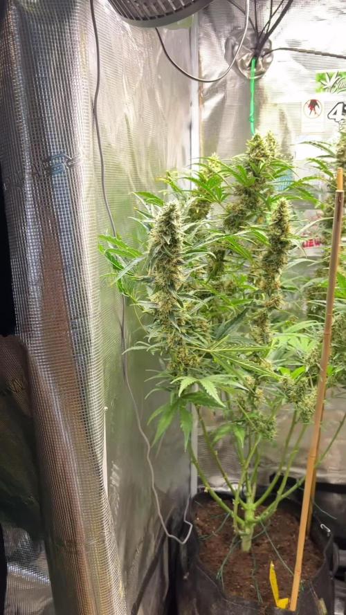 Gorilla Z Grow