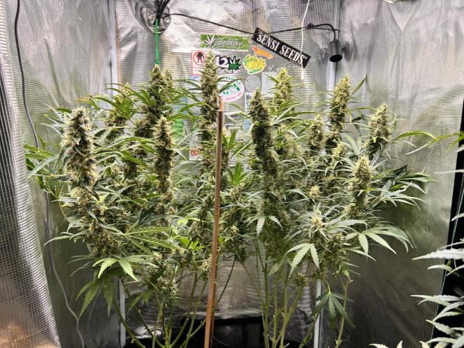 Gorilla Z Grow. Week 10 - 7.06.2026 day 68
