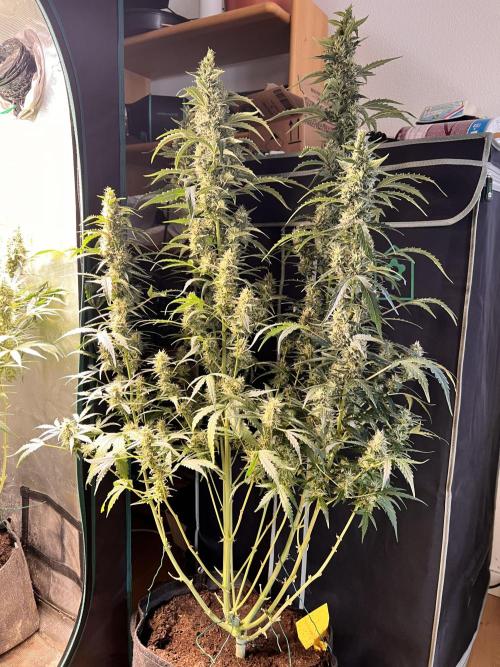 Gorilla Z Grow