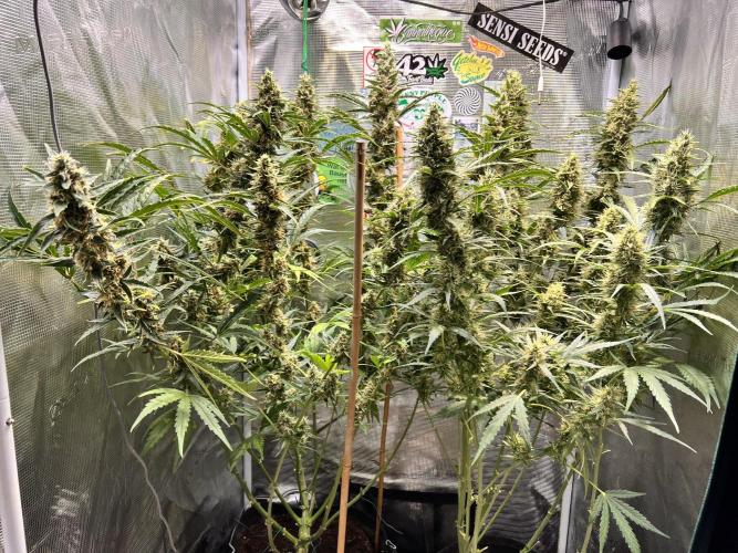 Gorilla Z Grow. Week 10 - 8.06.2026 day 69