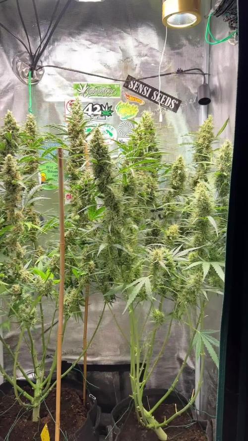 Gorilla Z Grow