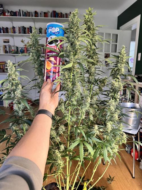 Gorilla Z Grow. Week 10 - 9.06.2026 day 70