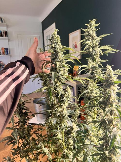 Gorilla Z Grow. Week 11 - 11.06.2026 day 71