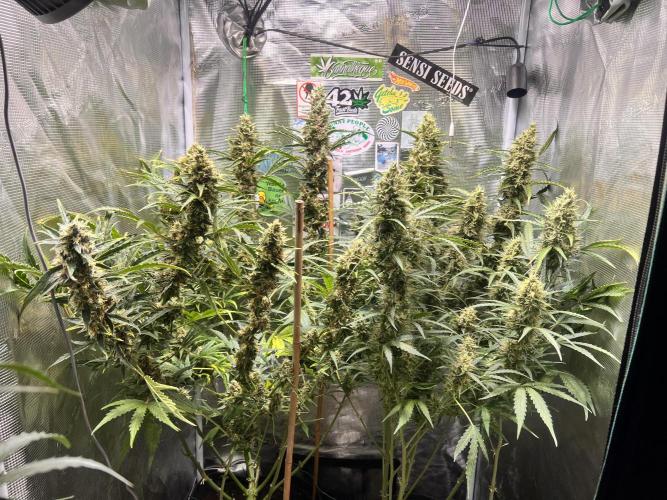 Gorilla Z Grow. Week 11 - 11.06.2026 day 71